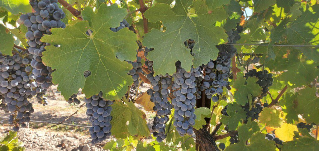 A regenerative farming case study: Robert Hall Winery looks ahead to the next 20 years A regenerative farming case study: Robert Hall Winery looks ahead to the next 20 years